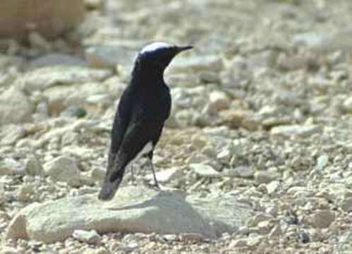 Image of White-crowned Black Wheatear