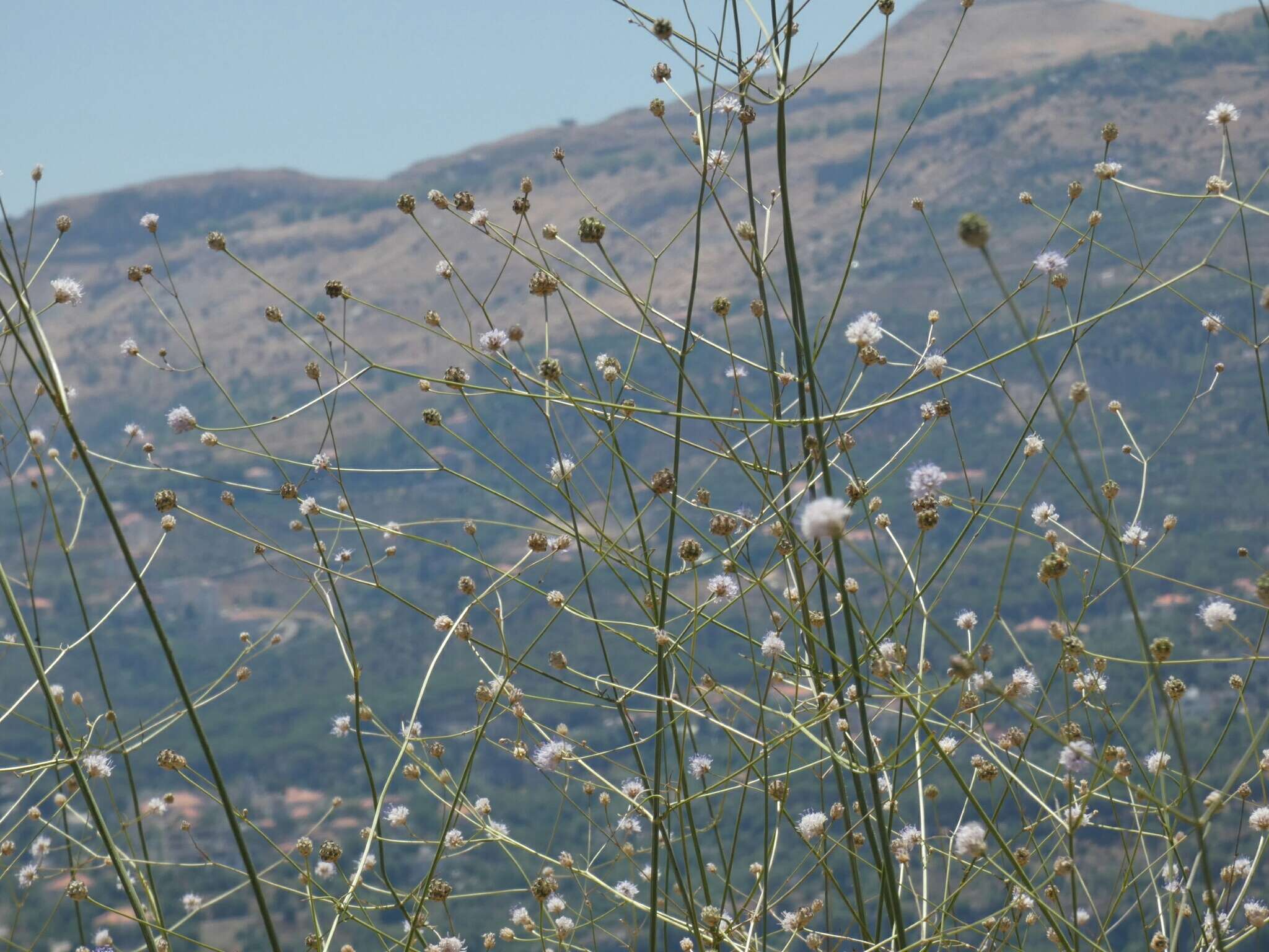 Image of Cephalaria joppensis (Rchb.) Coult.