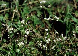 Image of common whitlowgrass