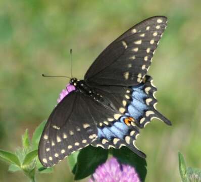 Image of Black Swallowtail