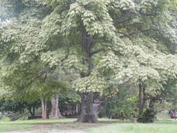 Image of kapoktree