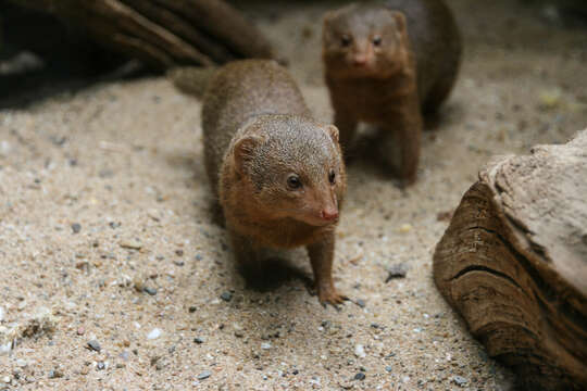 Image of Dwarf mongooses