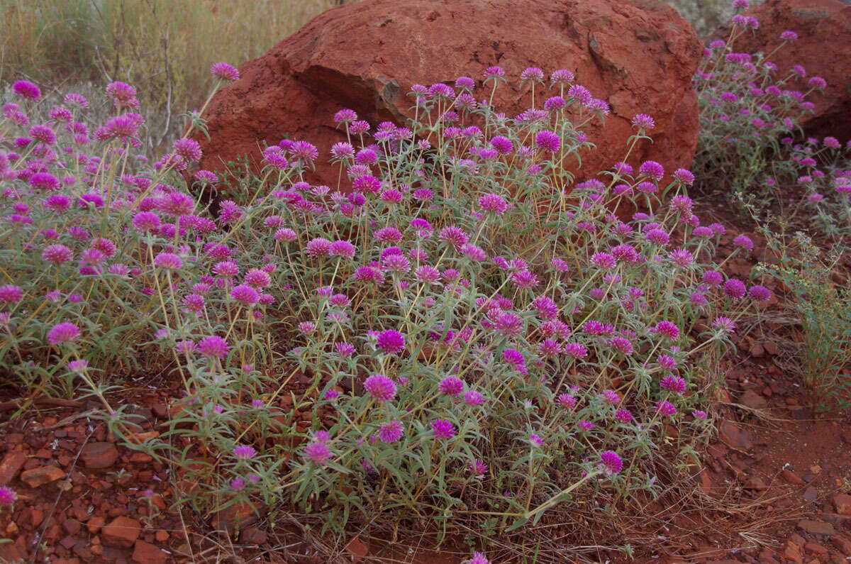 Image of Gomphrena canescens subsp. canescens