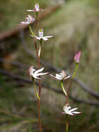 Image of Caladenia gracilis R. Br.