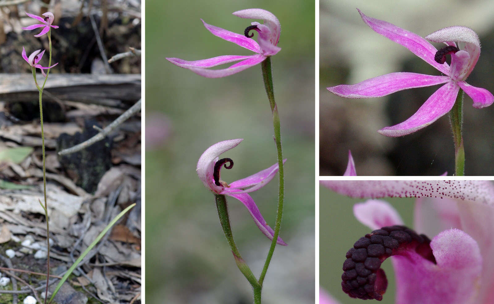 Image of Black-tongue caladenia