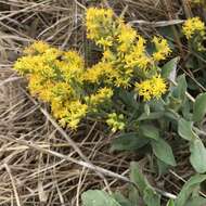 Sivun Solidago velutina DC. kuva