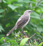 Image of Tropical Mockingbird