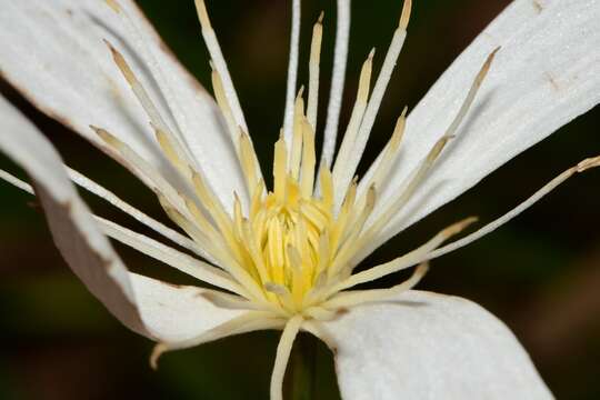 Image of Clematis gentianoides DC.