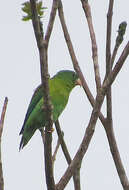 Image of Orange-chinned Parakeet