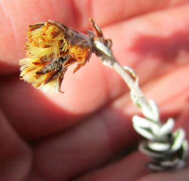 Image of Senecio pauciflosculosus C. Jeffrey