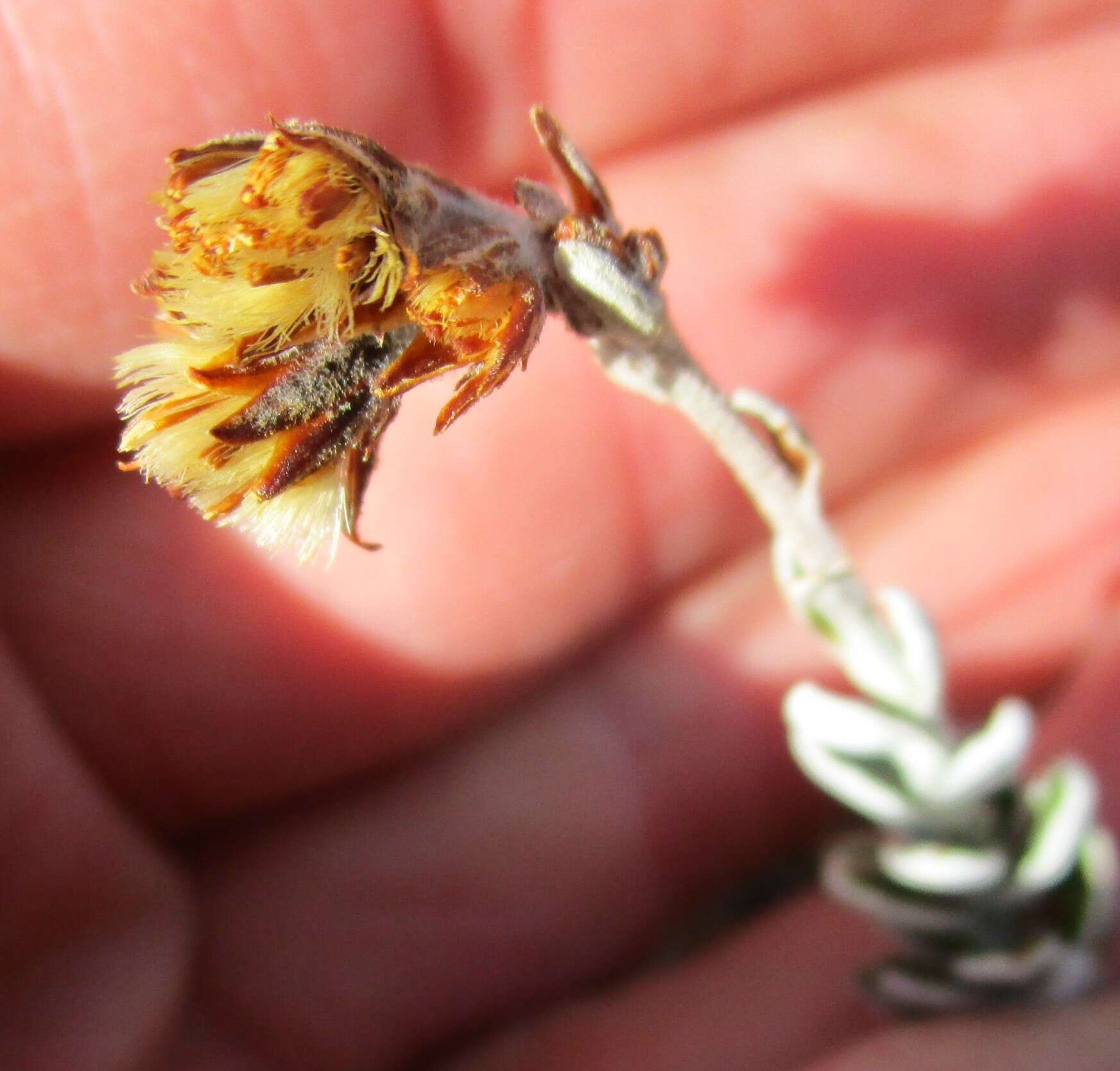 Plancia ëd Senecio pauciflosculosus C. Jeffrey