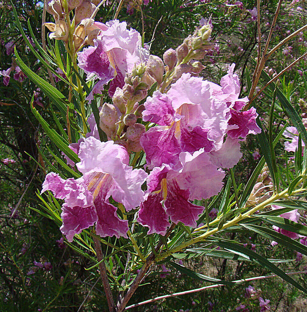 Image of desert willow