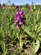 Image de Dactylorhiza ruppertii (M. Schulze) Borsos & Soó