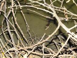 Image of Belize Crocodile