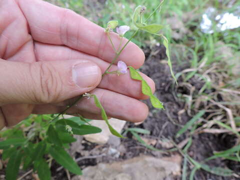 Imagem de Desmodium paniculatum (L.) DC.