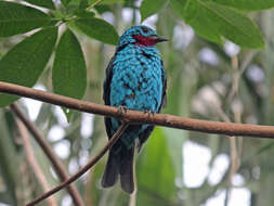 Image of Spangled Cotinga