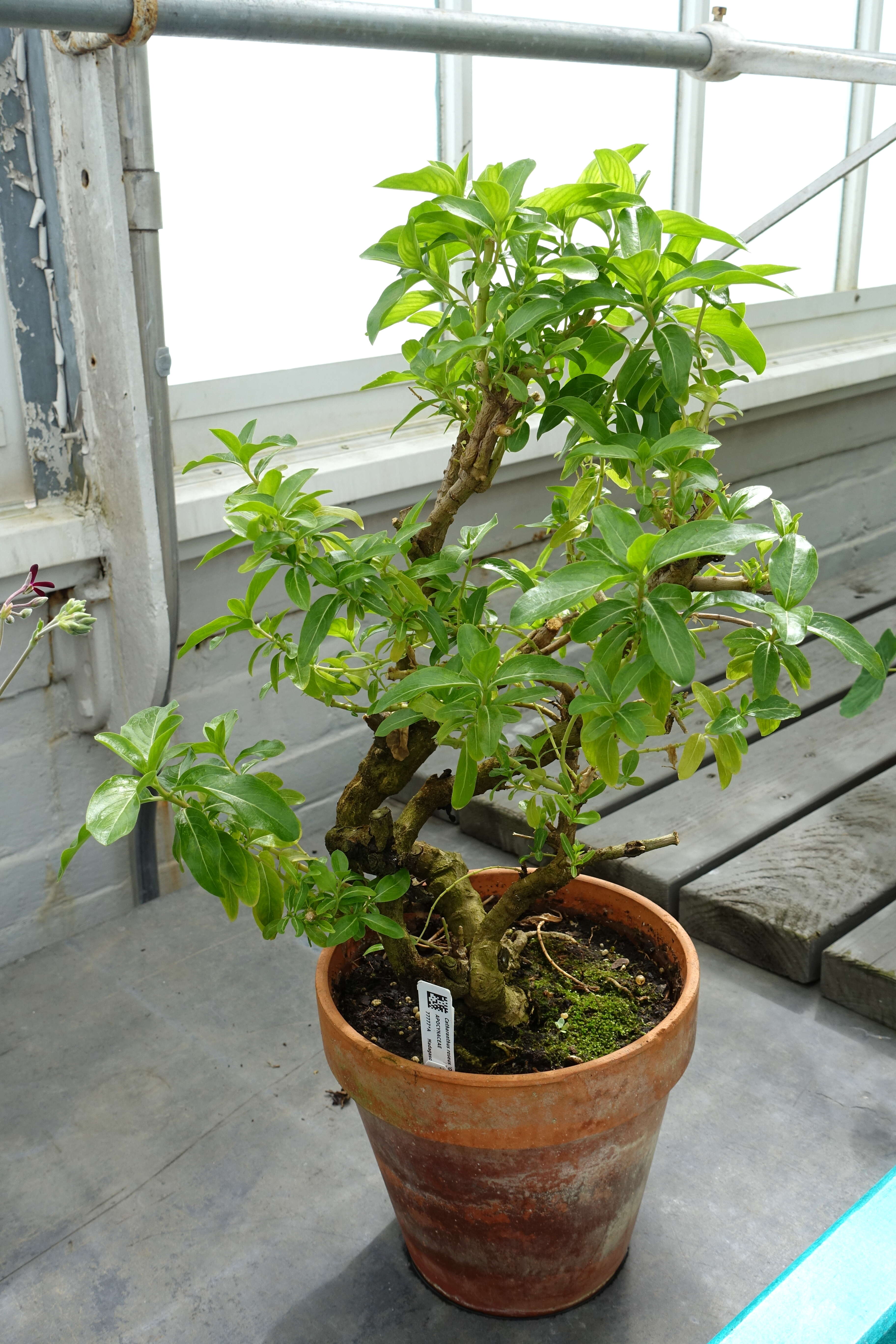 Image of Madagascar periwinkle