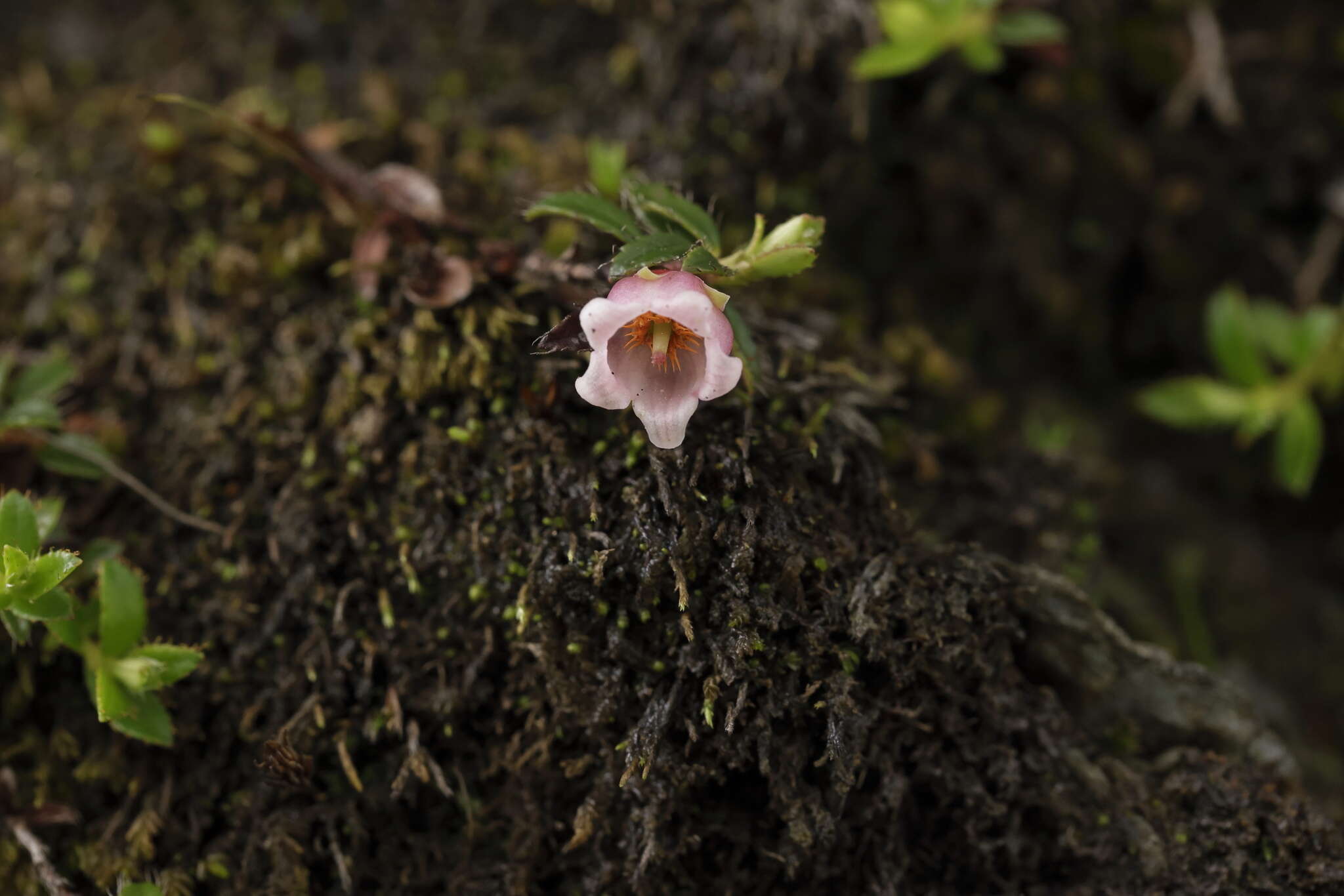 Imagem de Gaultheria trichophylla Royle