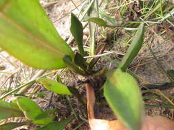 Image of sea aster