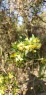 Image of Baccharis dracunculifolia subsp. tandilensis (Speg.) Giuliano