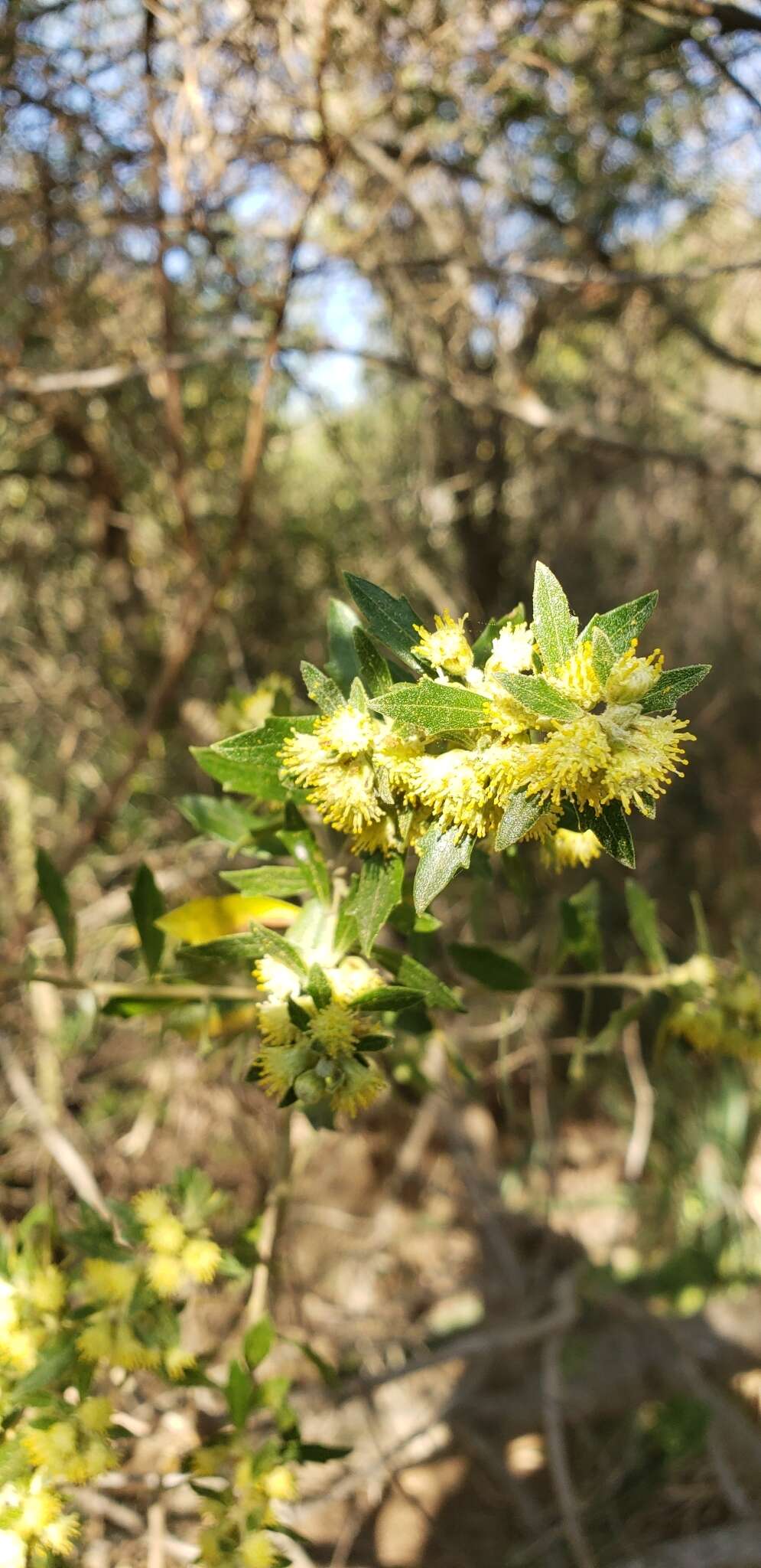 صورة Baccharis dracunculifolia subsp. tandilensis (Speg.) Giuliano