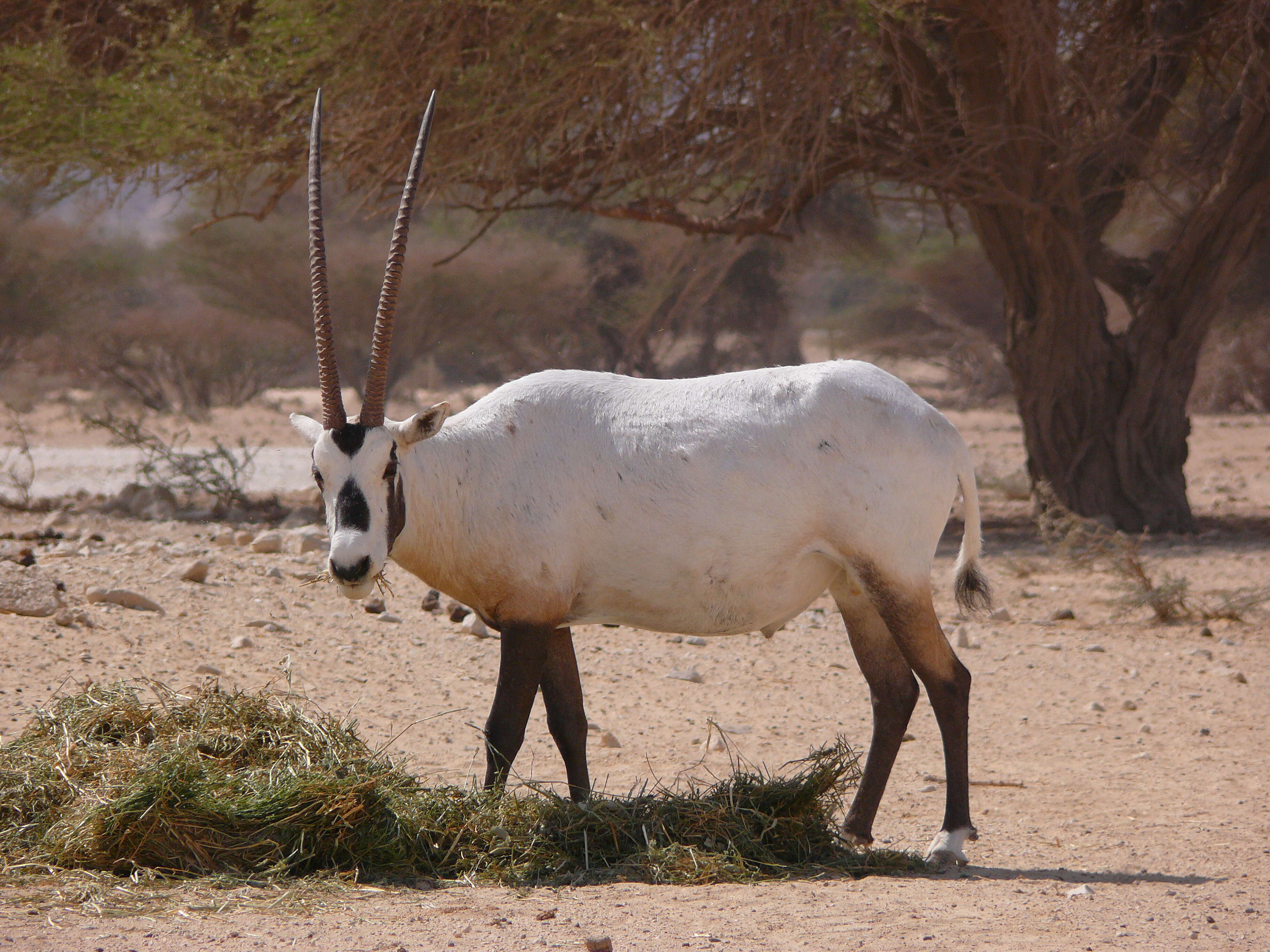 Image of Arabian Oryx