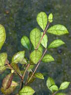 Image of Lophomyrtus ralphii (Hook. fil.) Burret