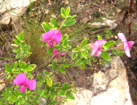 Image of Podalyria buxifolia Willd.