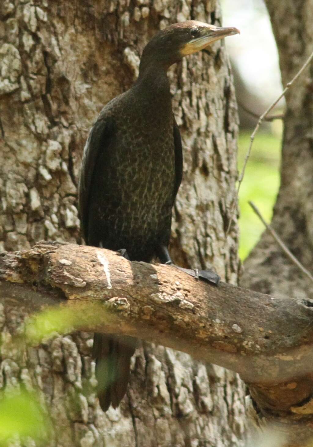 Image of Indian Cormorant