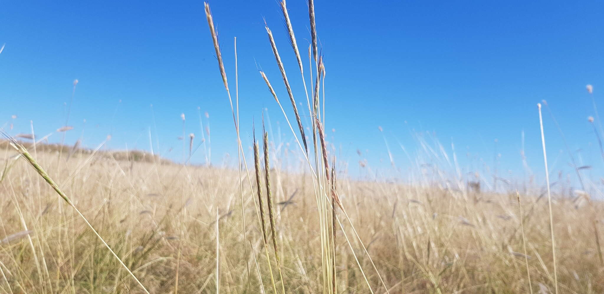 Image de Dichanthium queenslandicum B. K. Simon