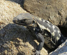 Image de Ctenosaura pectinata (Wiegmann 1834)