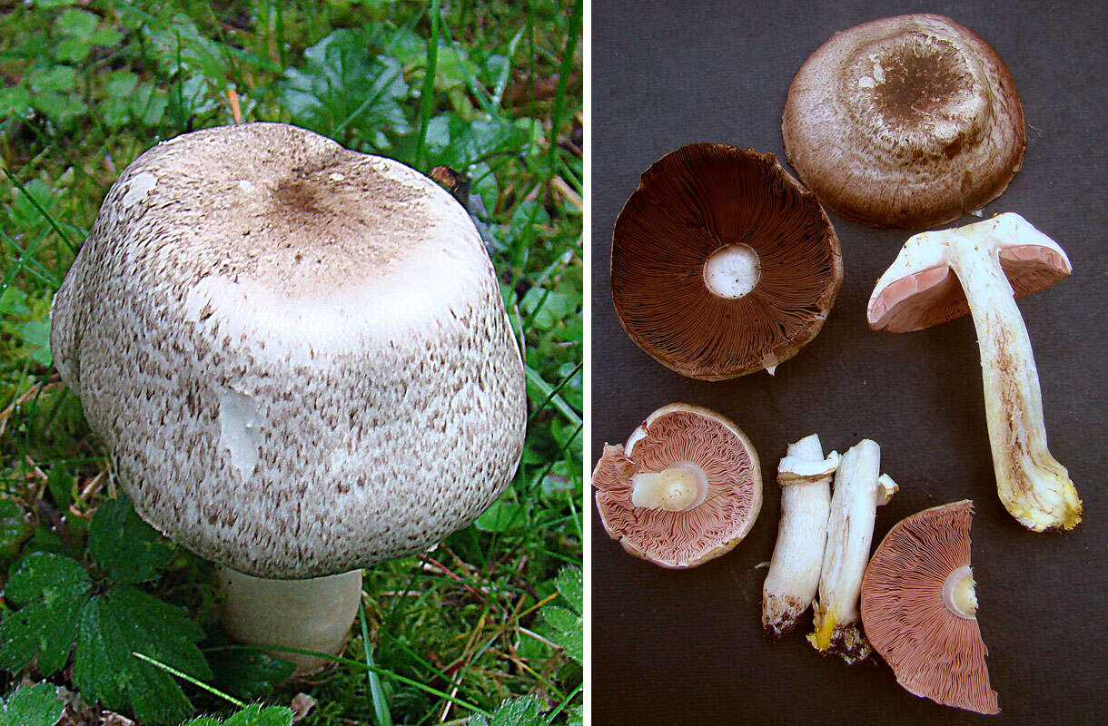 Image of Agaricus moelleri Wasser 1976