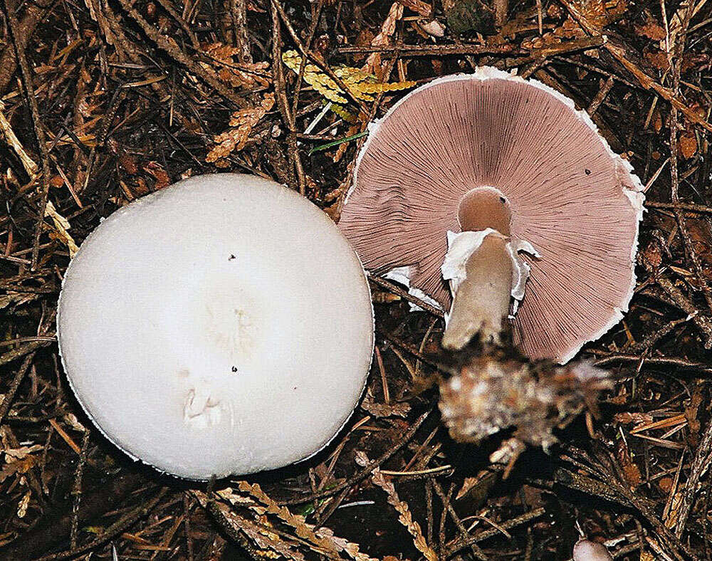 Imagem de Agaricus sylvicola