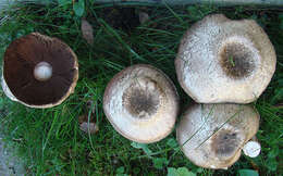 Image of Agaricus moelleri Wasser 1976