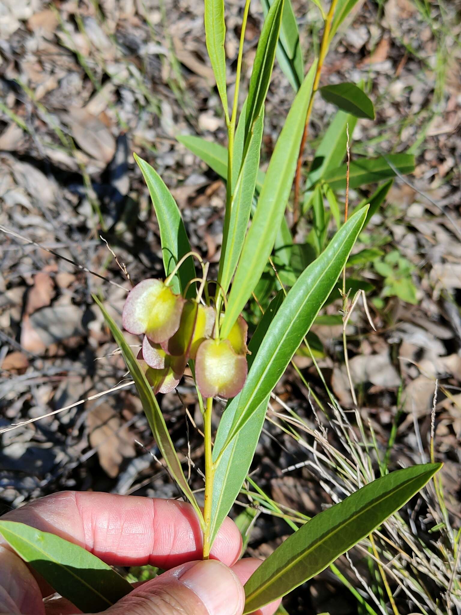 Image of Dodonaea lanceolata F. Müll.