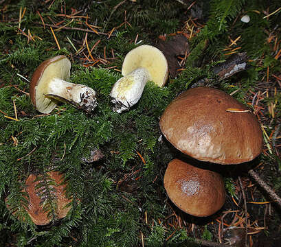 Image of Suillus brevipes (Peck) Kuntze 1898