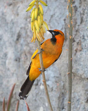 Icterus pustulatus (Wagler 1829) resmi