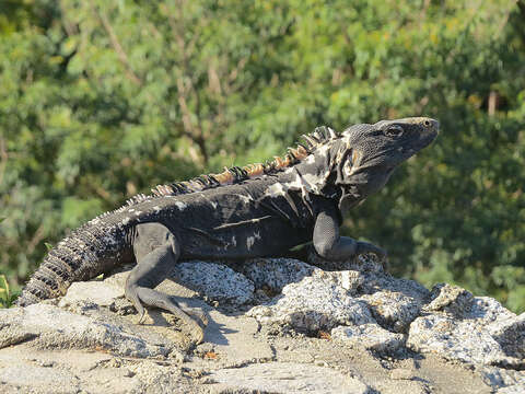 Image de Ctenosaura pectinata (Wiegmann 1834)