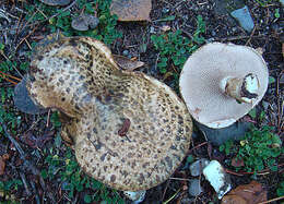 Image of Suillus viscidus (L.) Roussel 1796