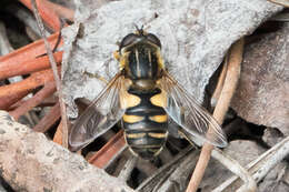 صورة Helophilus neoaffinis Fluke 1949