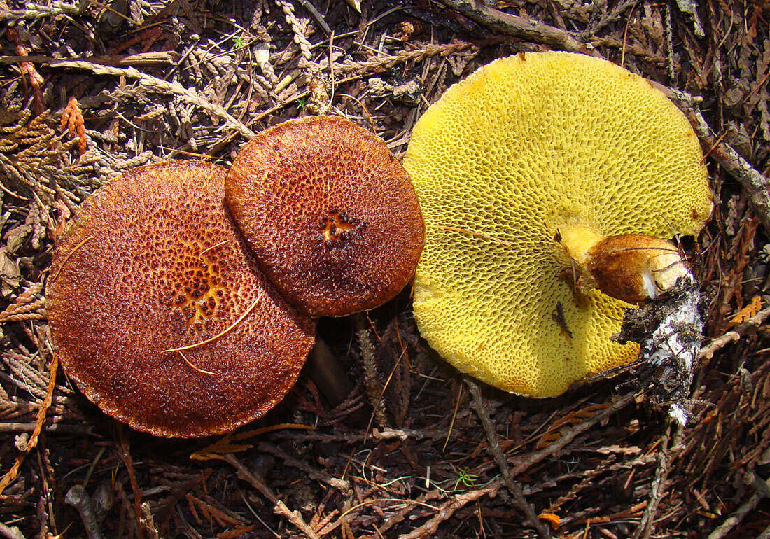 Image of Suillus cavipes (Klotzsch) A. H. Sm. & Thiers 1964