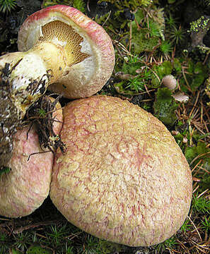 Image of Rosy larch bolete