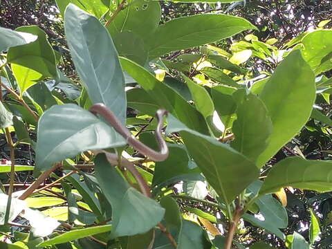 Image of Malayan Ringneck