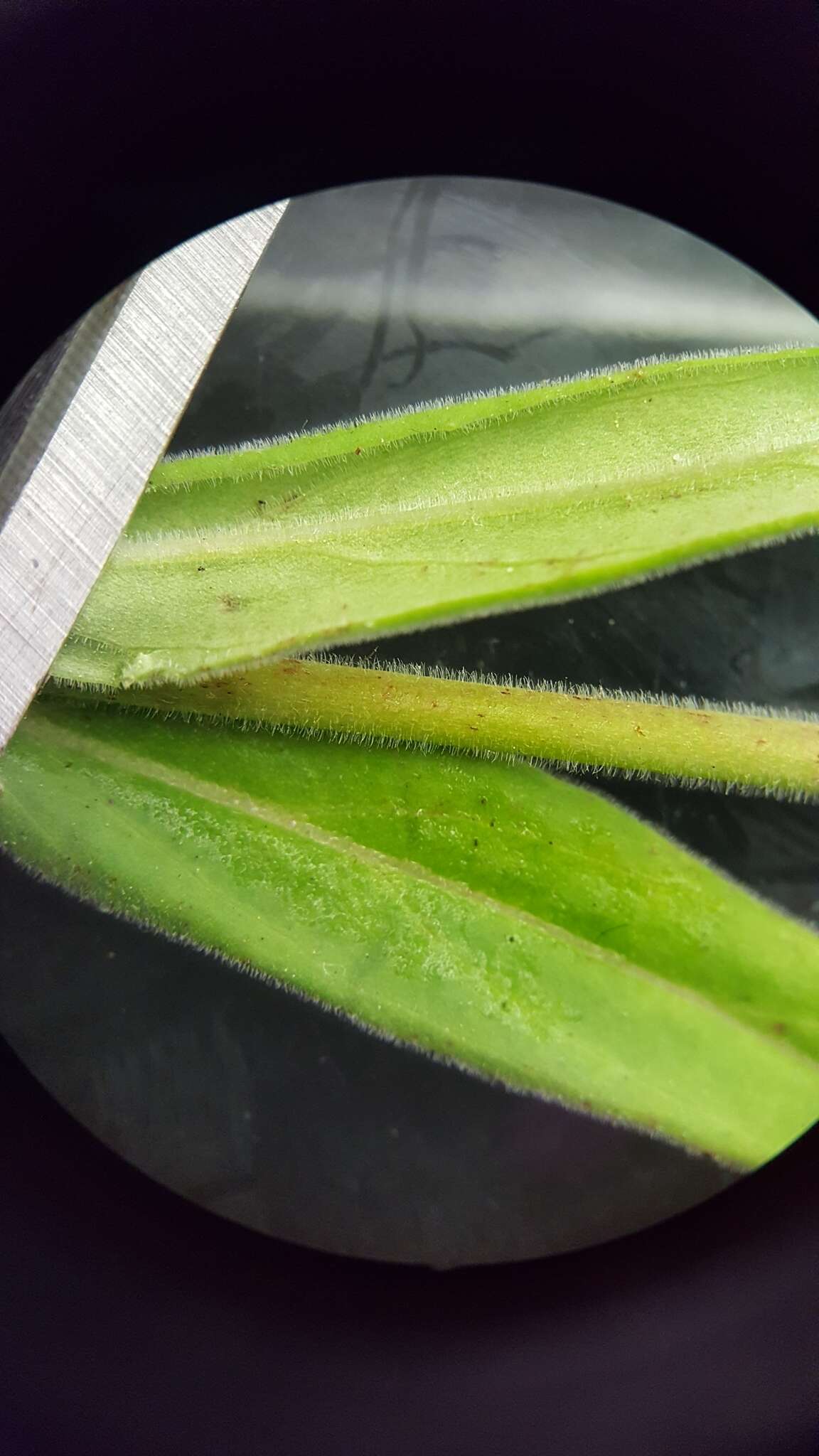 Image of Downy Willowherb