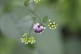 Sivun Augochlora nigrocyanea Cockerell 1897 kuva