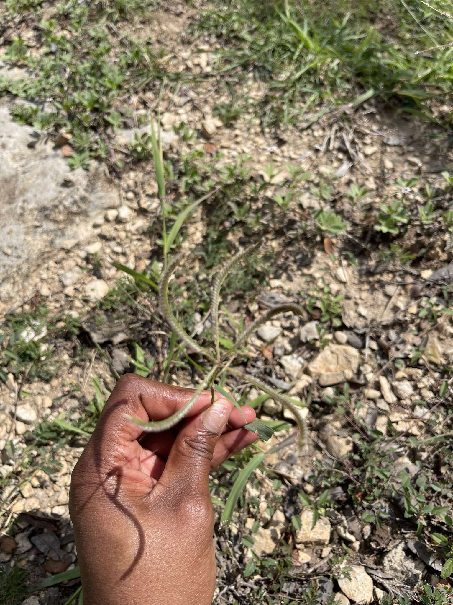 Image of Fringed Windmill Grass