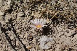 Image of Lophophora alberto-vojtechii