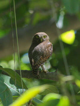 Image of Jungle Owlet