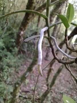 Imagem de Campylocentrum aromaticum Barb. Rodr.