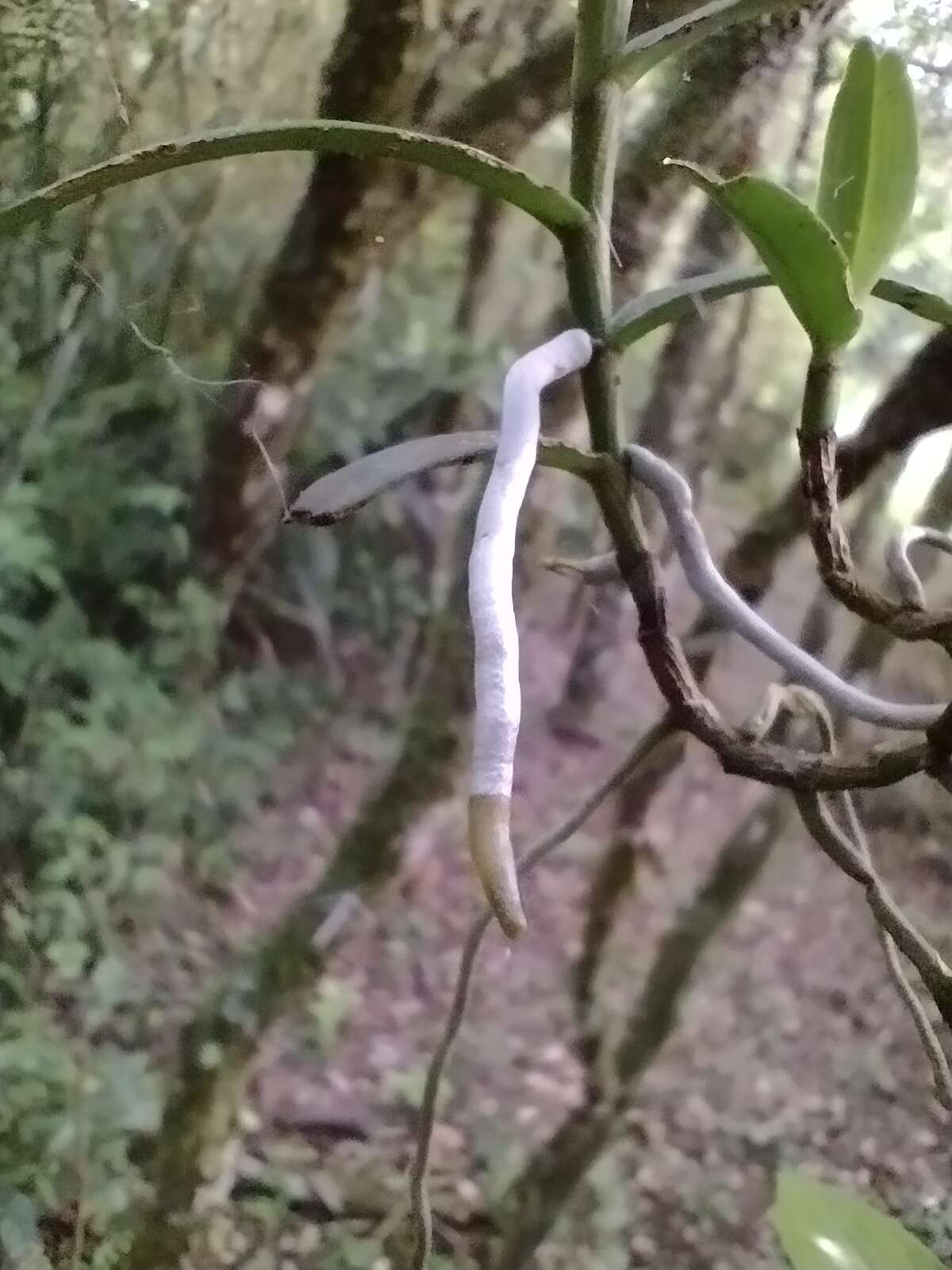 Image of Campylocentrum aromaticum Barb. Rodr.